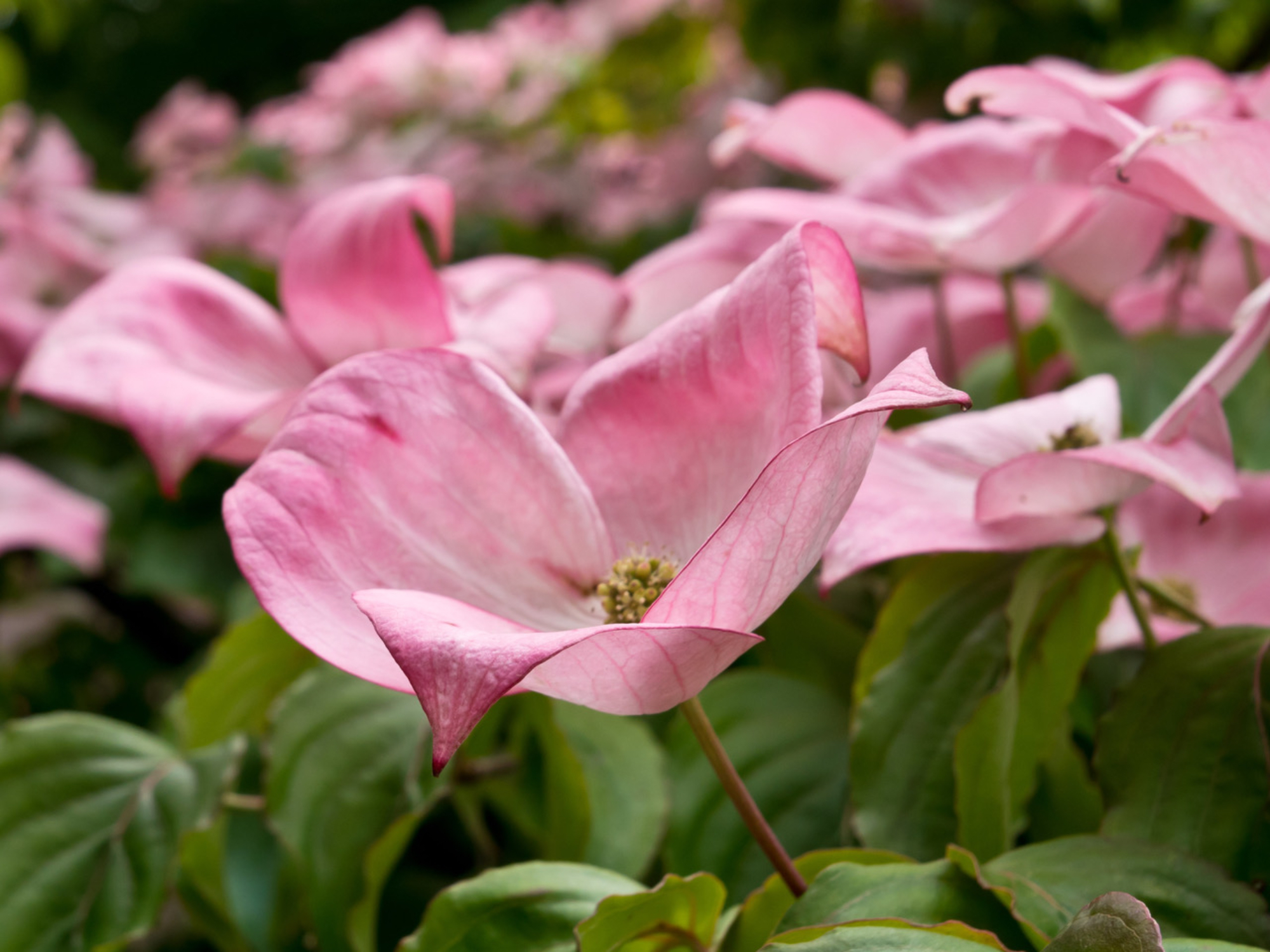 Cornus Kousa Euro Star-1001349